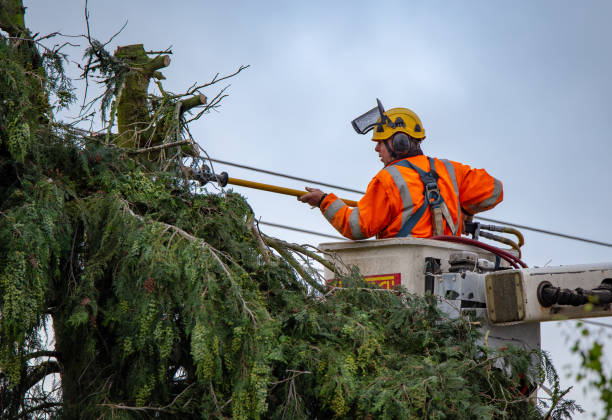 Leaf Removal in Franklin, NJ